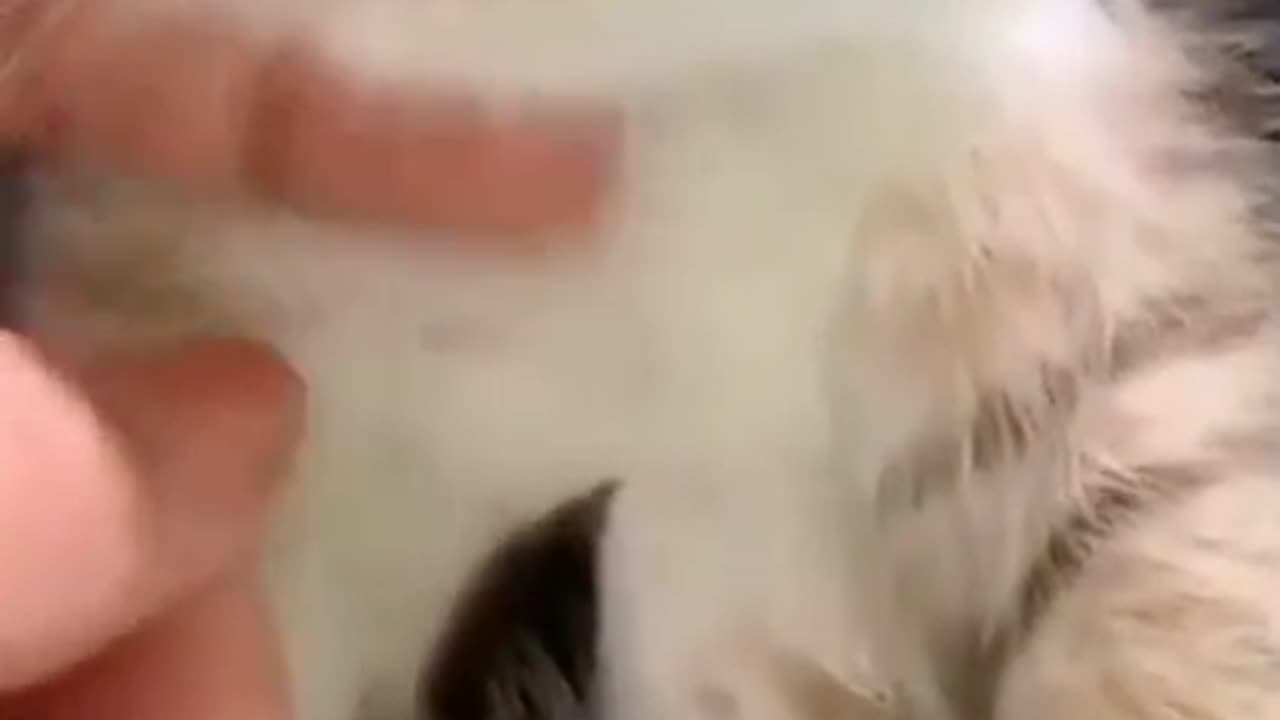 Funny Cat Behavior