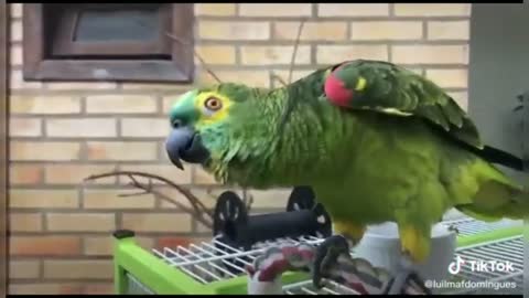 saying good morning parrot to everyone