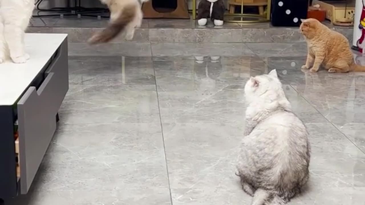 Very cute 😸 cat's playing