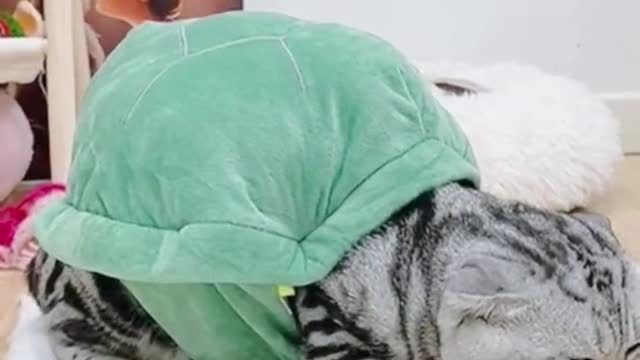 Buy a turtle shell for your cat😂