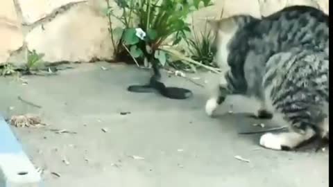 Snake vs Cat || Snake vs Hen