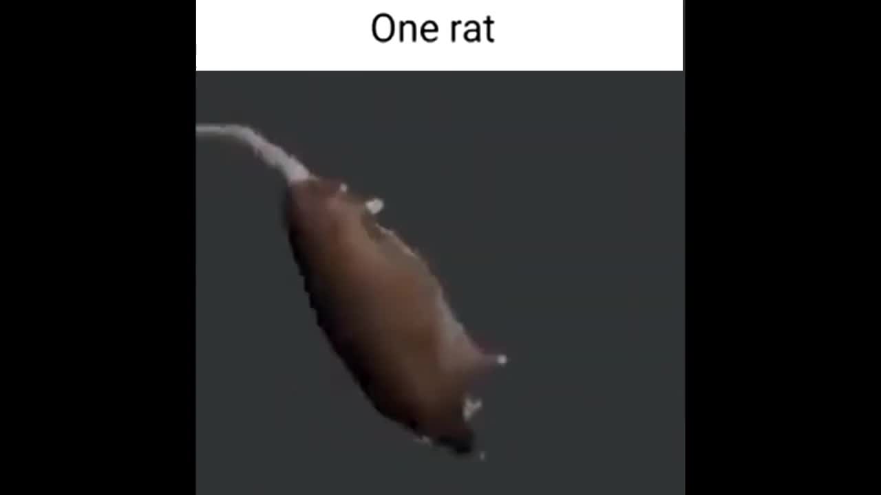 One Rat