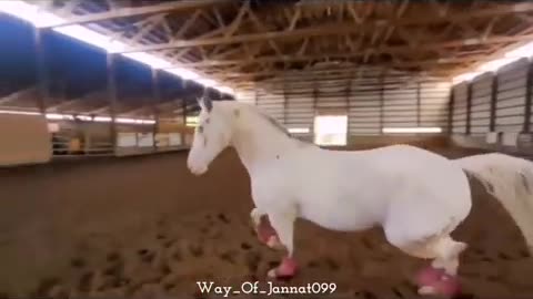 Blind horse