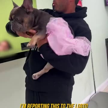 Guy takes dog for "gender transition," absolute hilarity ensues