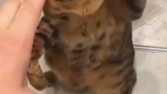 the kitten exercises fists with the master, the punches are great, strong and fast