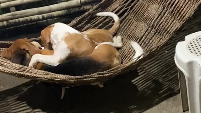 Lover Beagles Enjoy Cuddles in a Hammock