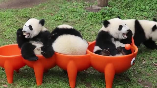 Eat and bask in the sun - Panda