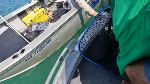 Kangaroo Rescue At Sea