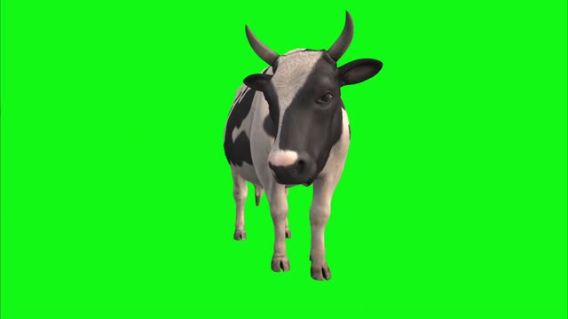 Cow spinning on green background