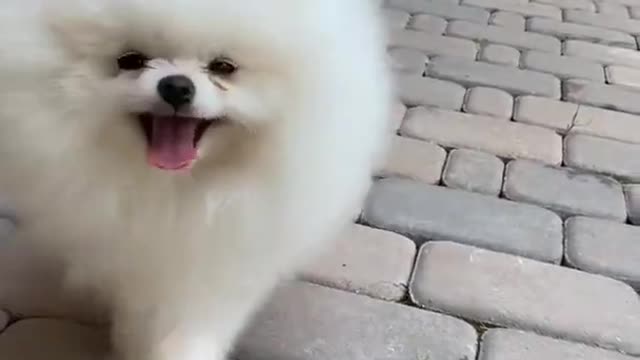 AWW SO SUTE! So Cutest Animals.Dog Jarmani safar Dog 😱#shorts#viral #youtubeshorts#youtube #trending