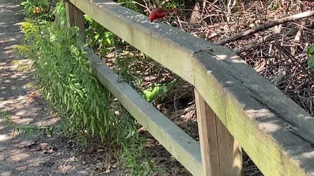 Cardinal stopped by