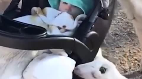 funny goat 🐐 baby fighting baby
