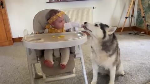 Sneaky Baby Feeds Husky In The Funniest Way