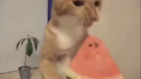 CUTE CATS WITH LOFI MUSIC