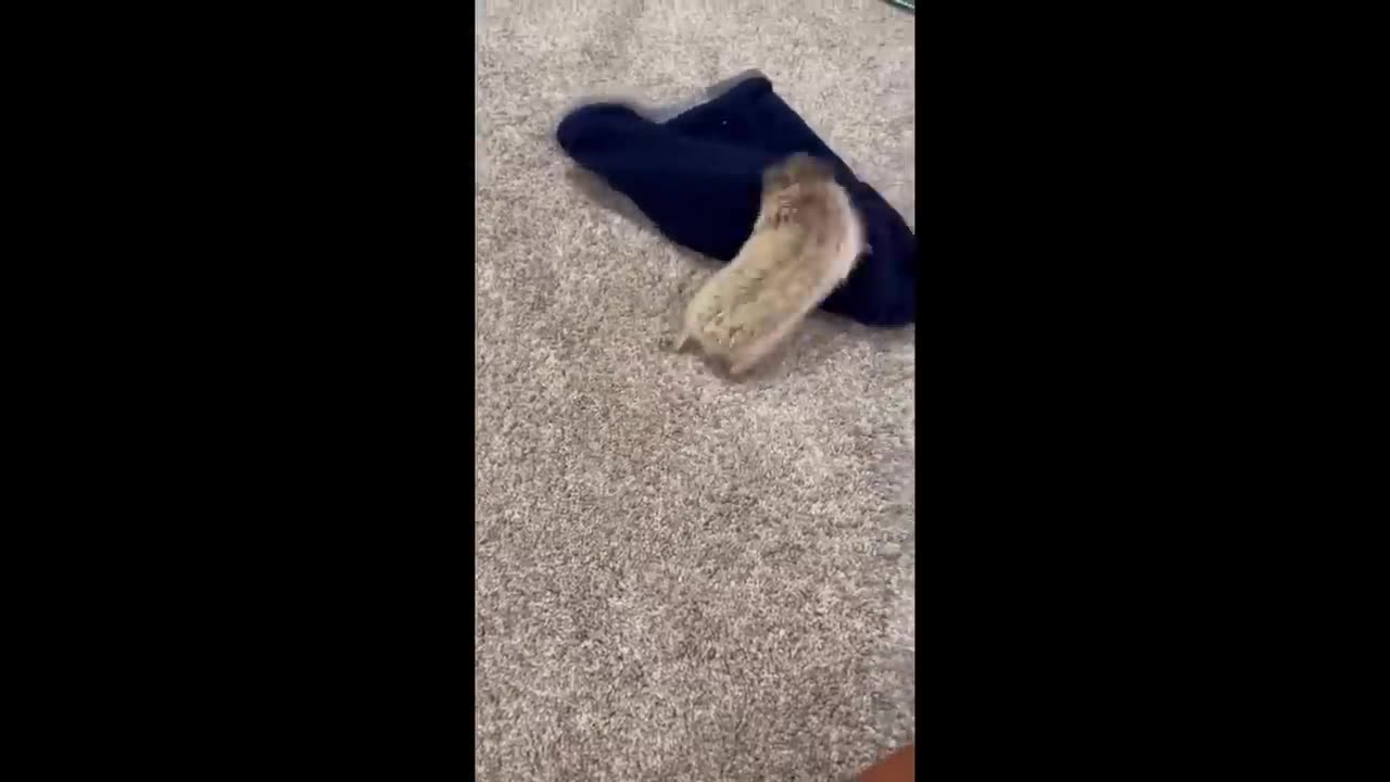 Cute baby animals Videos Compilation cute moment of the animals #15