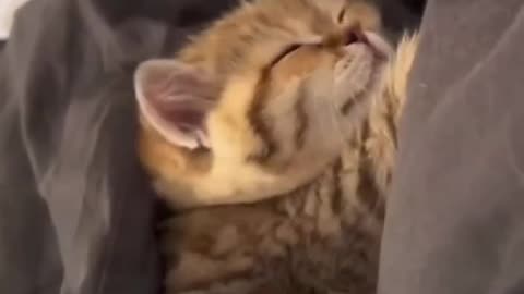 Funny Dogs & Cats