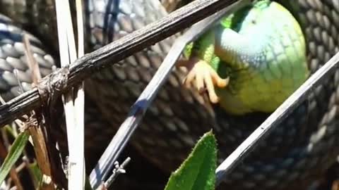 Snake eats gecko😱#wildanimals #snake #gecko #animals(1)