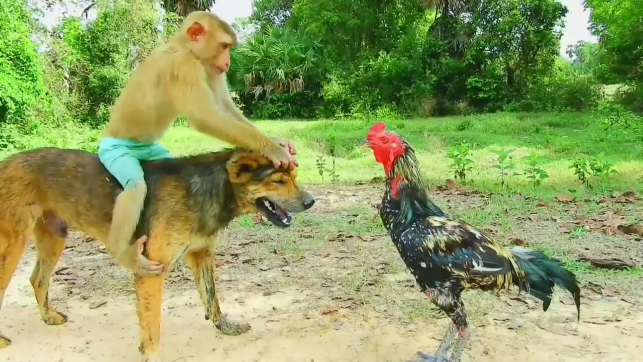 Monkey's Piggyback Adventure: Dog Assists in Reaching the Hen!