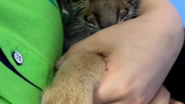 The tiger