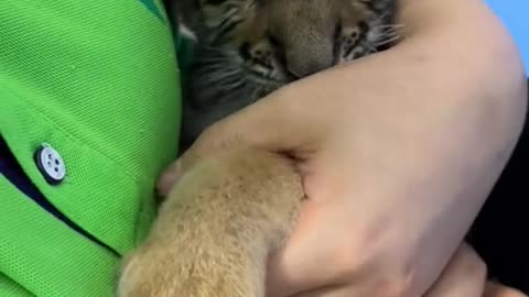 The tiger