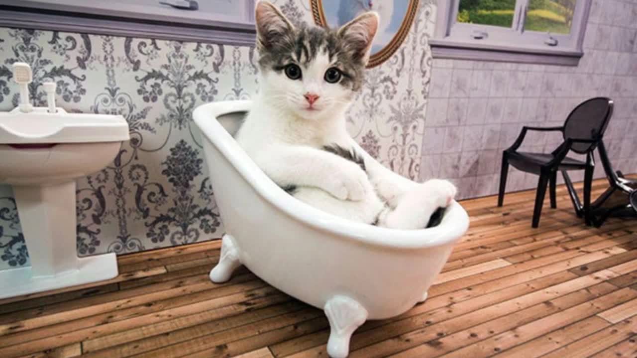 Local News Site In Iceland Creates Reality Show Keeping Up With The Kattarshians 😃