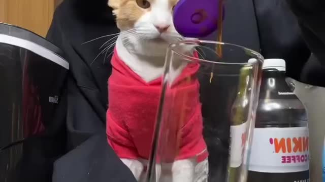The cat is hilarious 😂🐈
