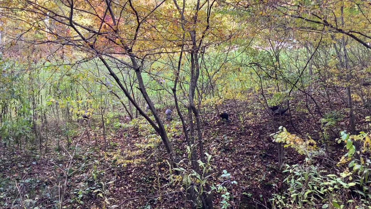 NW NC at The Treehouse 🌳 66°F / Green Mountain, North Carolina / Ayers Mtn / Wild turkeys 🦃