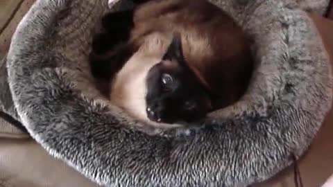 My Talking Siamese Cat - Malik