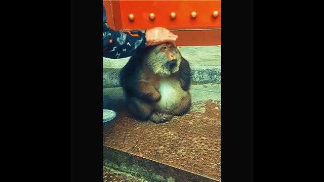 Animals are very cute, aww! sweet young animals Compilation of Videos 2022's cutest animal moment