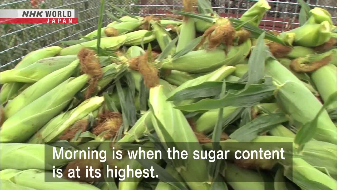 SUMMER JAPANESE STYLE: Amazing Hokkaido Corn - Dig More Japan