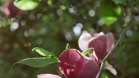 Amazing relaxing flowers