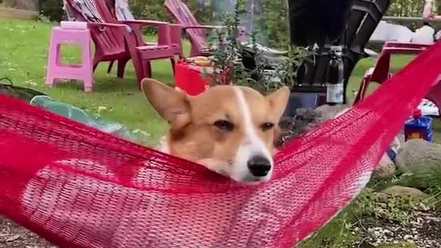 I always look at dogs and every time I ask myself