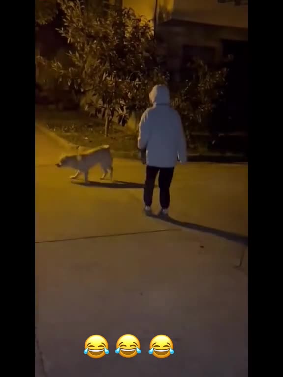 Rope skipping dog version 🤣👍😍