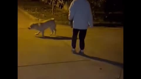 Rope skipping dog version 🤣👍😍