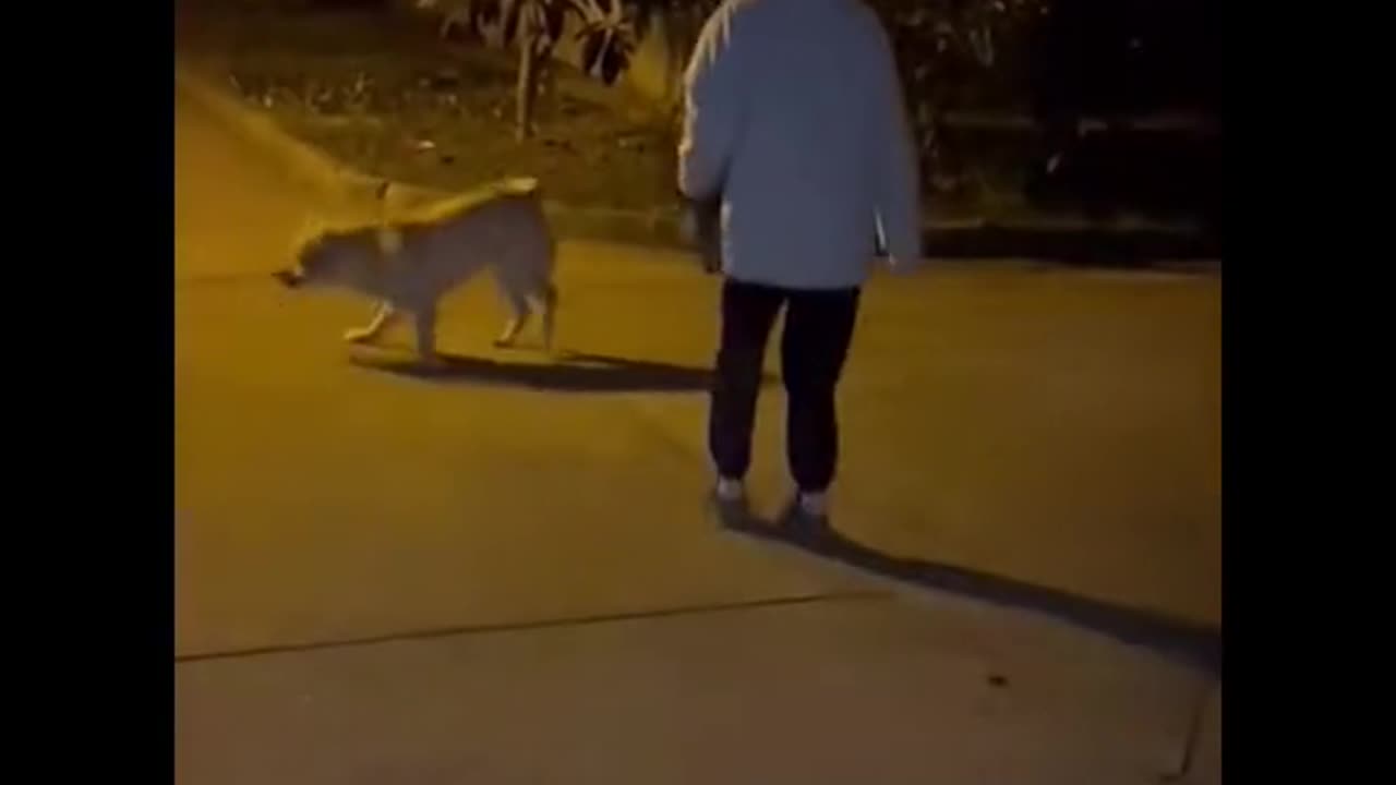 Rope skipping dog version 🤣👍😍