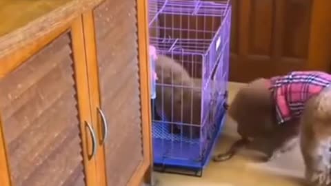 Cute Puppy Helps His Buddy Get Food #shorts