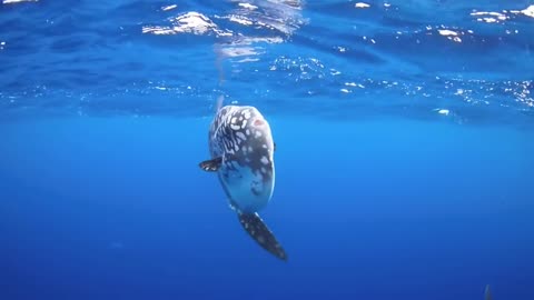 Orca playing with sunfish