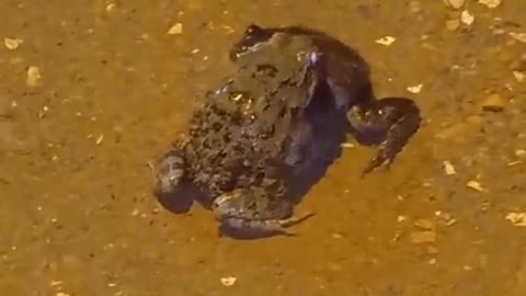 frog fight