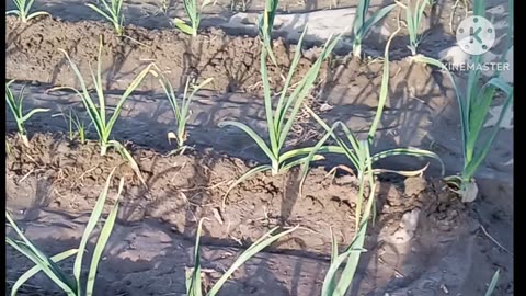 Garlic One crop in Pakistan