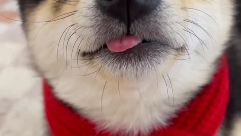 Puppies who like to stick out their tongues will have good luck