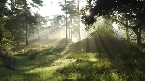 Landscape Shot of Sun ray in the Forest