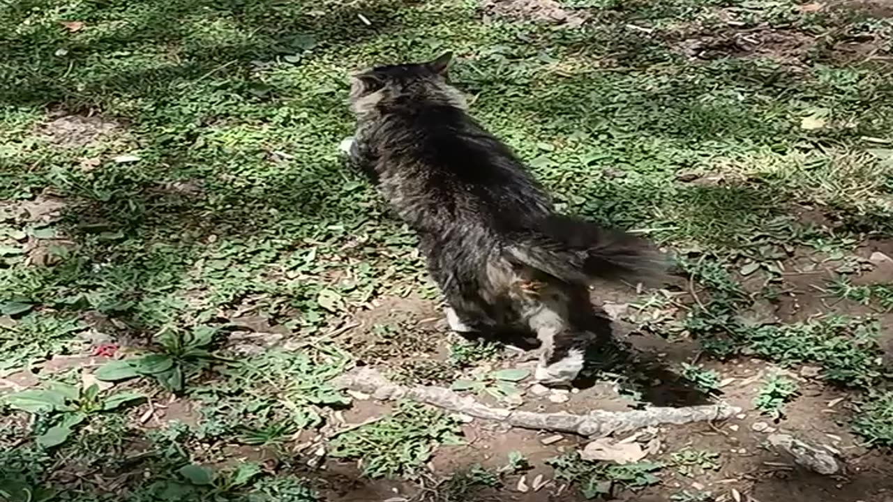 A cute and beautiful cat is resting