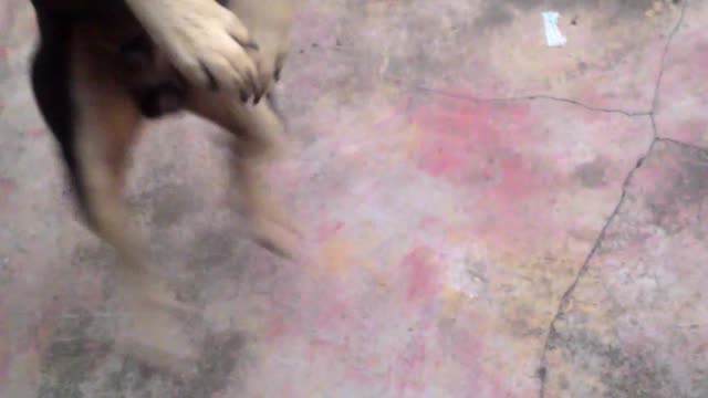 Dog funny in farm