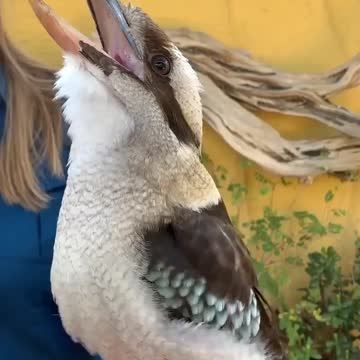 The Aussie Alarm Clock - The KOOKABURRA