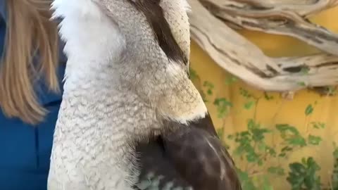 The Aussie Alarm Clock - The KOOKABURRA