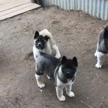 Akita Puppies For Sale