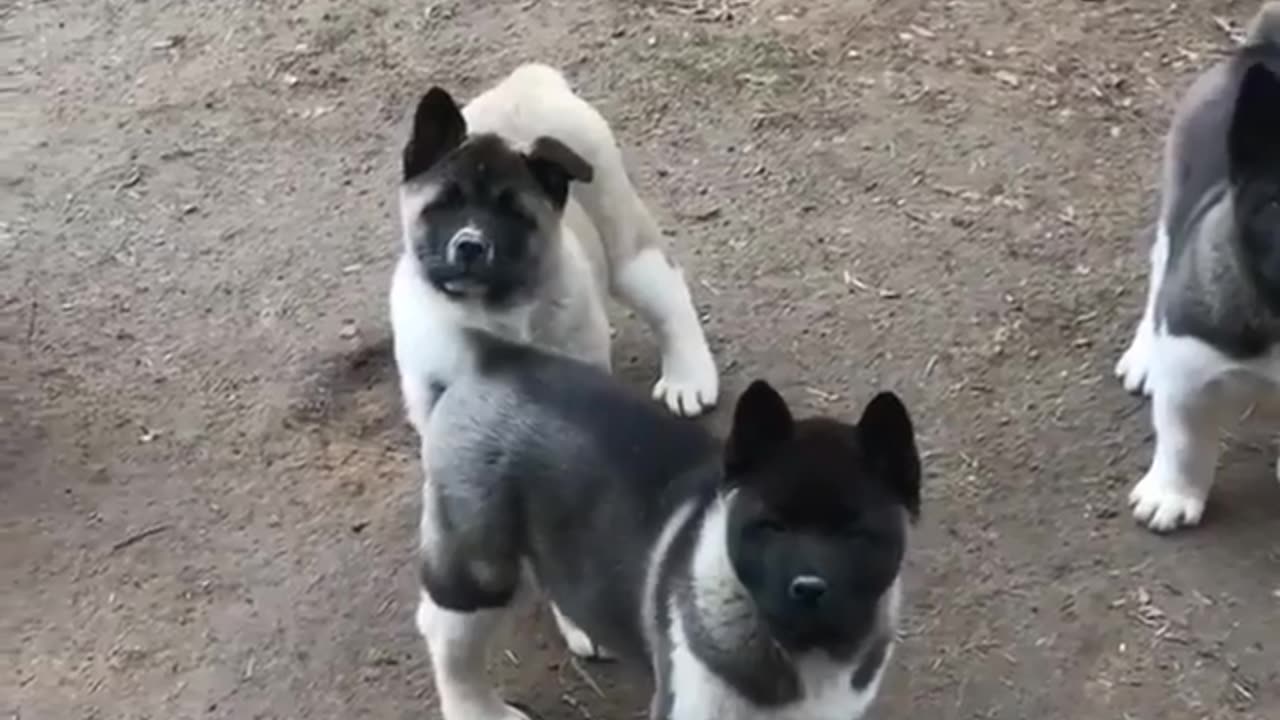 Akita Puppies For Sale