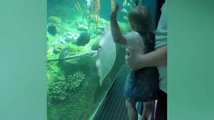 Funny Baby at the Aquarium | TRY NOT TO LAUGH