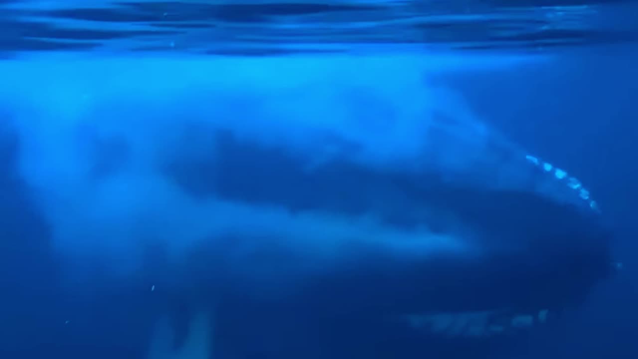 12 Orca Encounters That Will Leave You Speechless