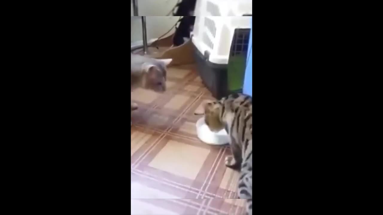 Funny cat 😸 and Dog🐕